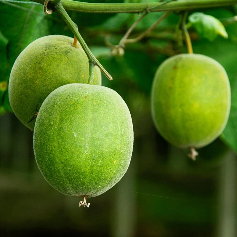 Momordica Grosvenori Swingle Momordica Grosvenori Swingle